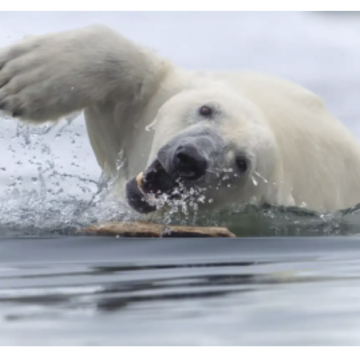En fotos, diez imágenes increíbles publicadas en febrero en National Geographic